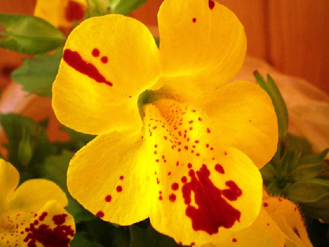 Mimulus luteus maskerbloem.