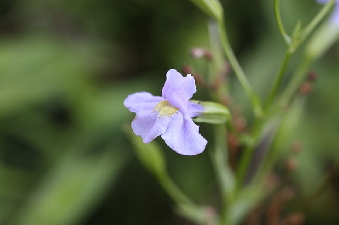 Mimulus ringens maskerbloem