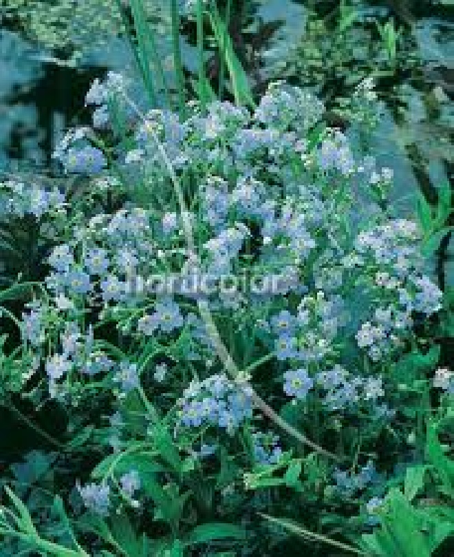 Myosotis scorpioides 'Perle von Ronnenberg' (syn. Myosotis palustris 'Perle Von Ronnenberg')  Moeras vergeet-mij-nietje