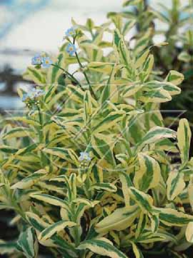 Myosotis scorpioides 'Variegata' Bont moeras-vergeet-mij-nietje.