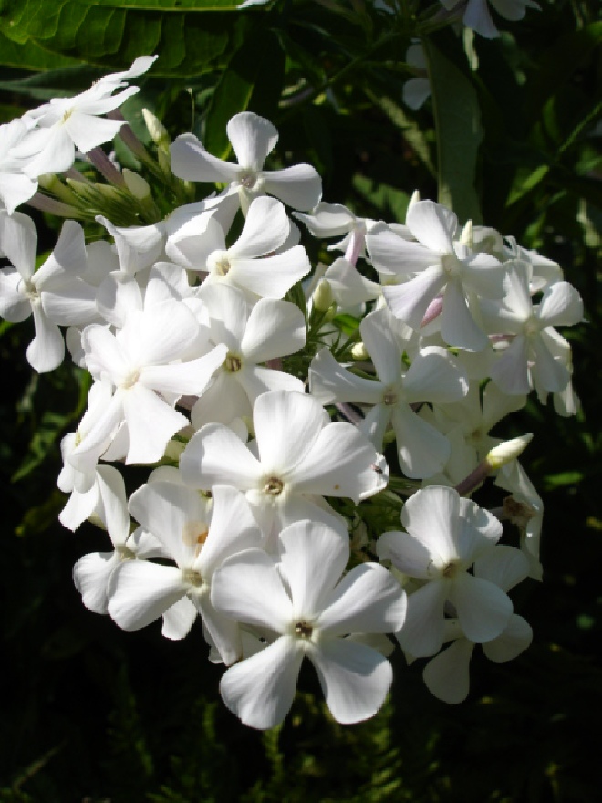 Phlox paniculata 'Alba' Vlambloem