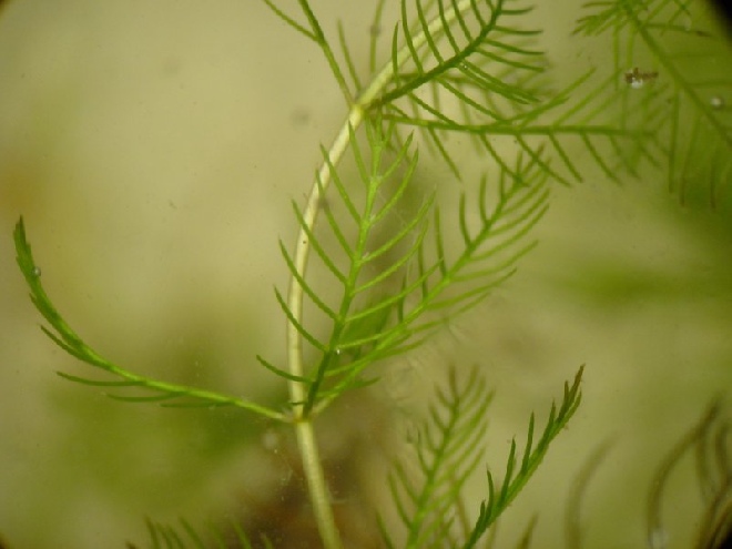 Myriophyllum spicatum Aarvederkruid
