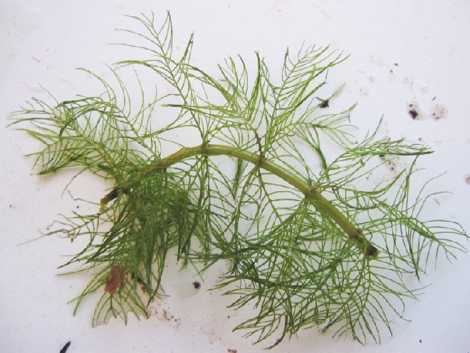 Myriophyllum verticillatum Kransvederkruid