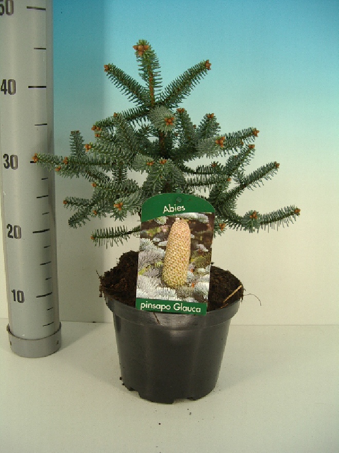 Abies pinsapo 'Glauca' zilverspar