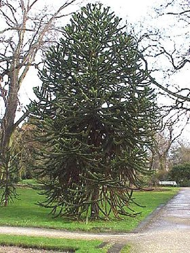Araucaria araucana Slangenden, Apenboom