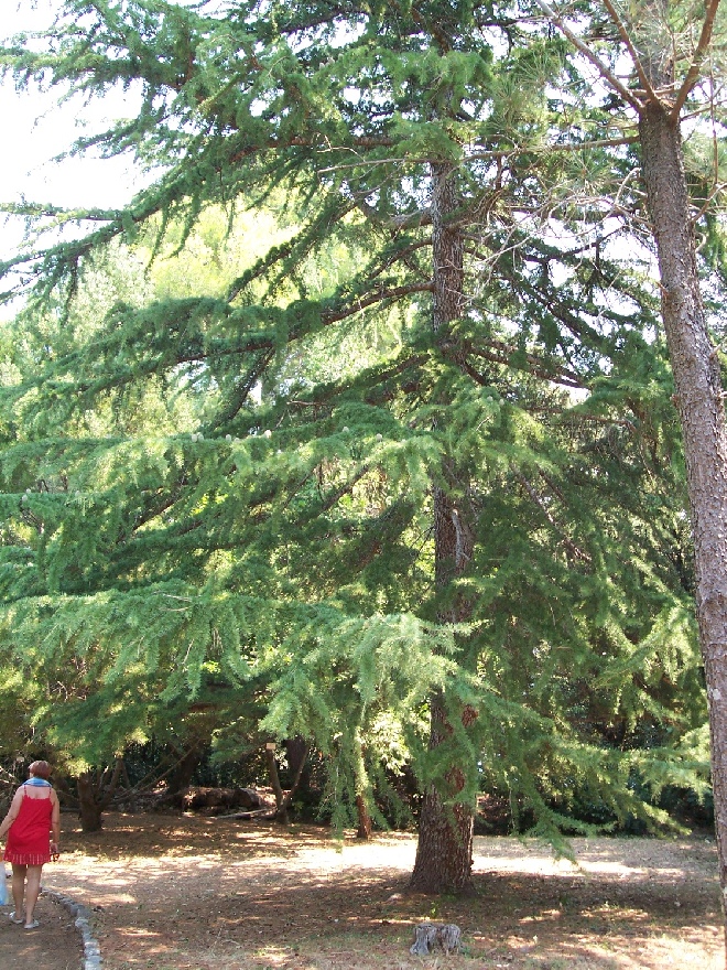Cedrus deodara Himalayaceder