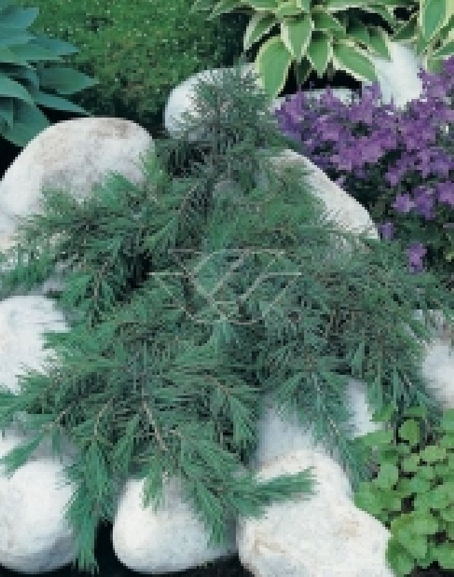 Cedrus deodara 'Feelin' Blue' ceder