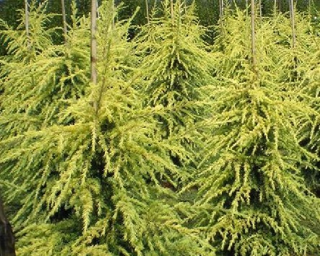 Cedrus deodara 'Golden Horizon' ceder