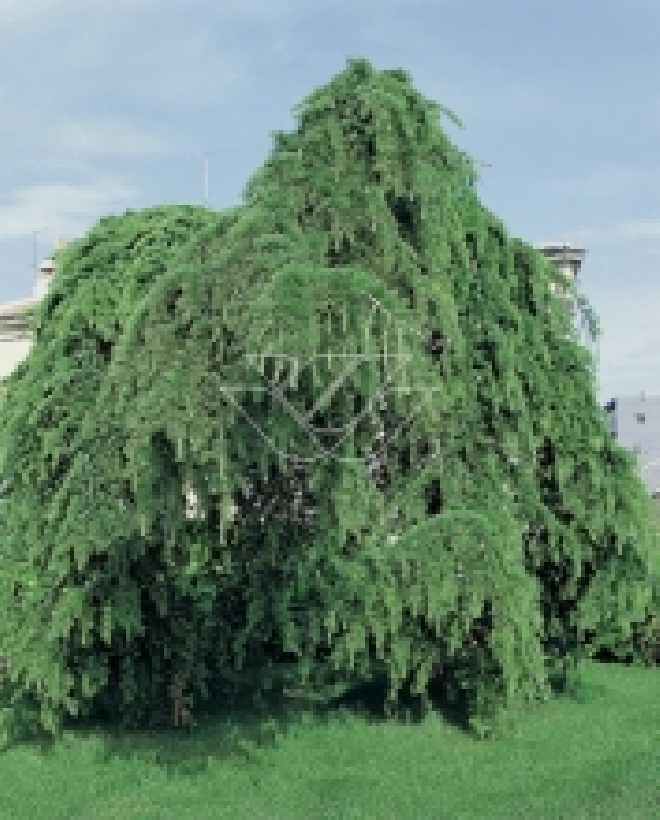 Cedrus deodara 'Pendula' Ceder