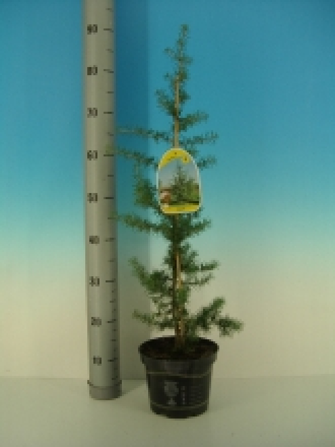Cedrus libani libanonceder