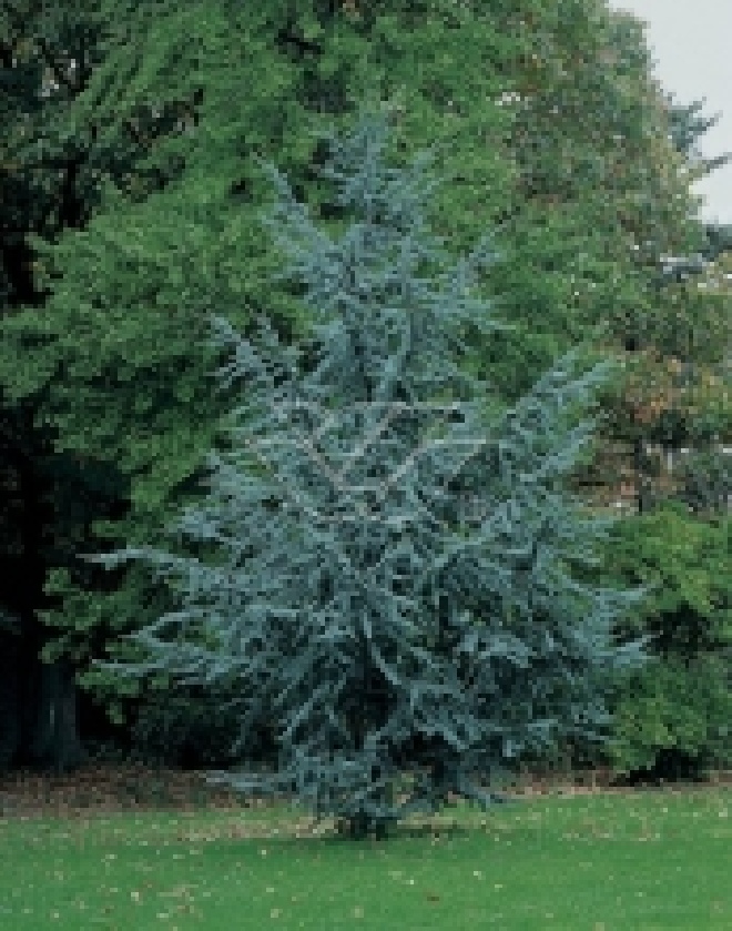 Cedrus atlantica 'Glauca' (syn. Cedrus libani 'Glauca') Blauwe Atlasceder