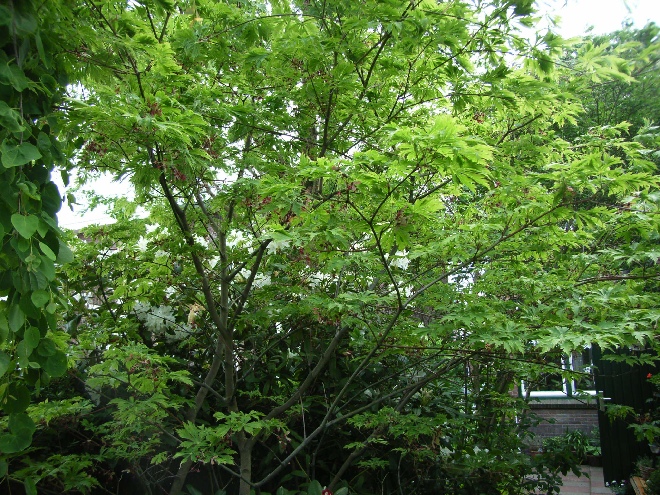 Acer japonicum 'Aconitifolium' Japanse Esdoorn