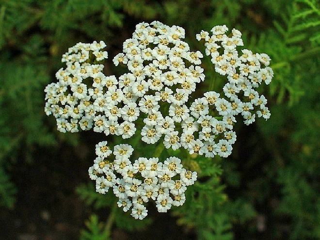 Achillea nobilis Duizendblad
