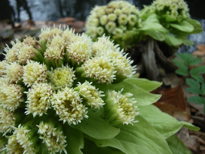 Petasites japonicus Japans hoefblad