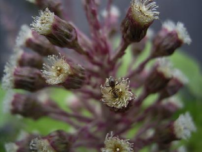 Petasites hybridus Groot hoefblad