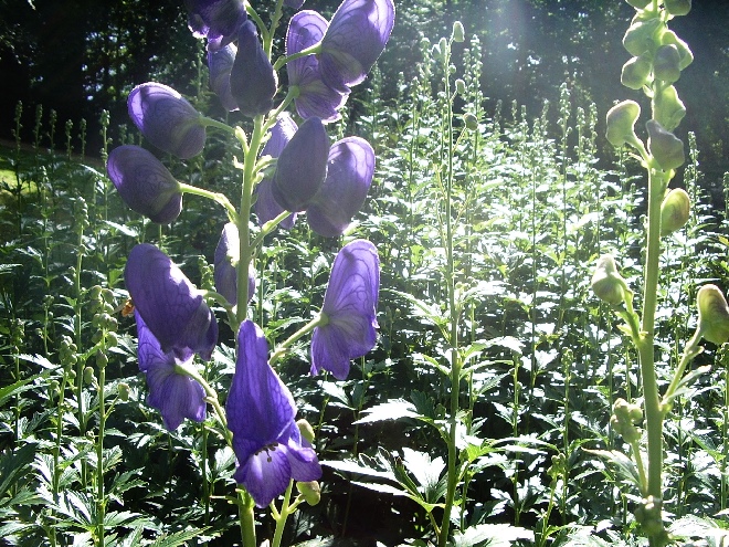 Aconitum henryi 'Spark's Variety' (syn. A. henryi 'Spark') Monnikskap