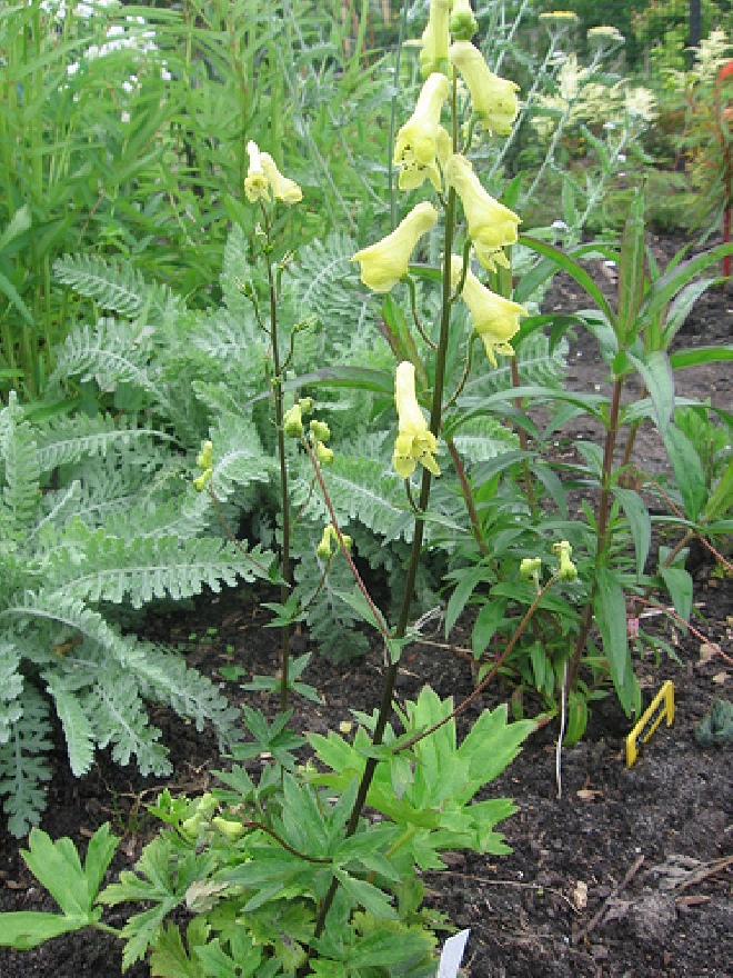 Aconitum septentrionale 'Ivorine' Monnikskap