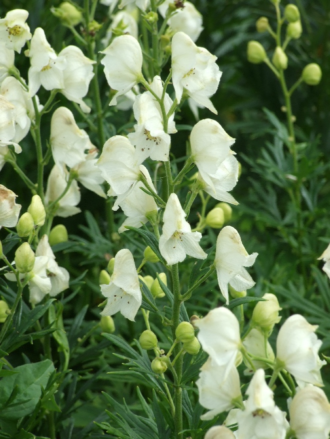 Aconitum napellus 'Album' Monnikskap