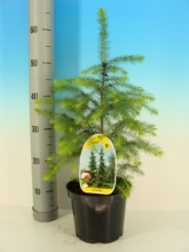 Picea omorika (Haag) Blauwe Spar