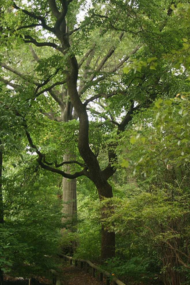 Nyssa sylvatica Tupeloboom