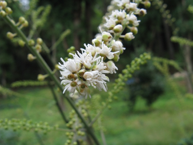 Actaea simplex Zilverkaars