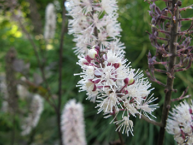 Actaea simplex 'Brunette' (syn. Cimicifuga r. 'Brunette') Zilverkaars