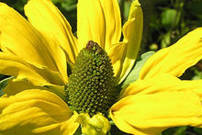 Rudbeckia maxima Zonnehoed