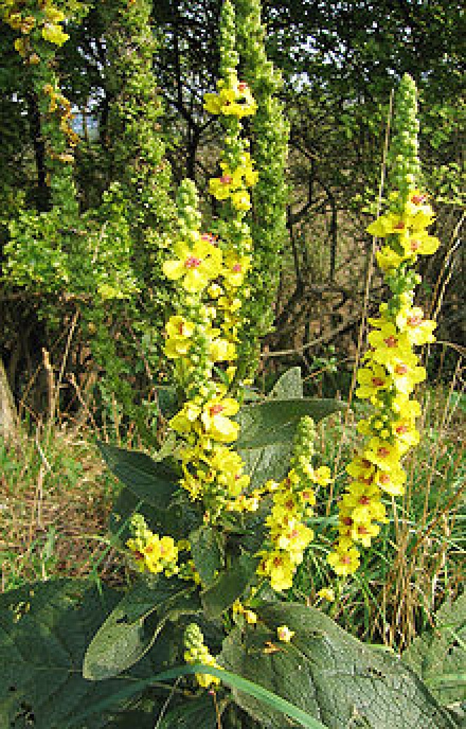Verbascum nigrum Toorts