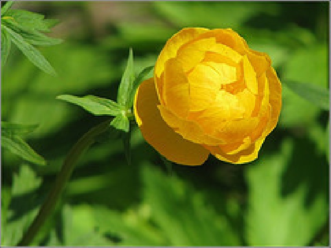 Trollius 'Orange Princess' Kogelboterbloem,Kogelbloem.