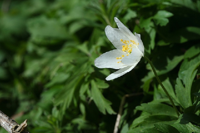 Anemone nemorosa Bosanemoon