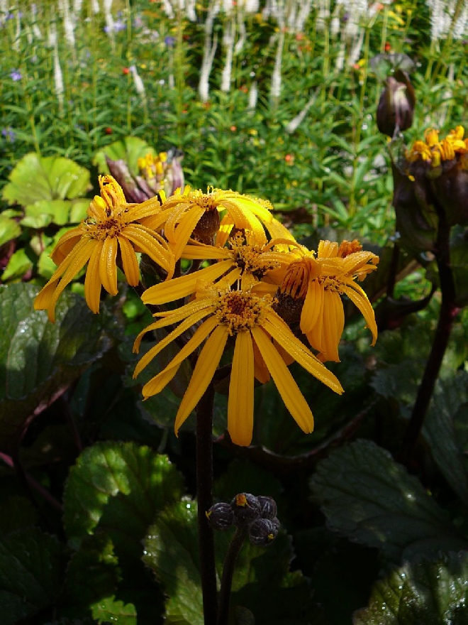 Ligularia dentata 'Desdemona' Kruiskruid