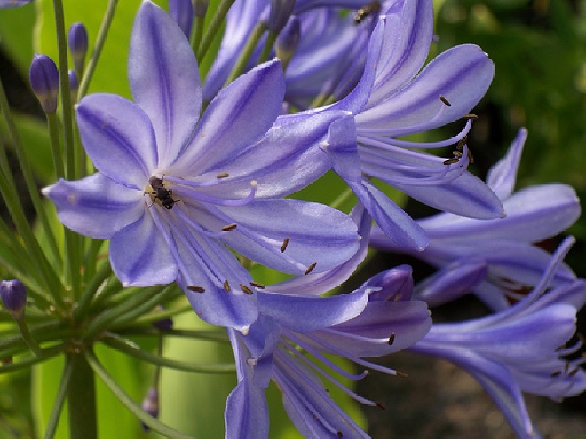 Agapanthus 'Donau' Afrikaanse Lelie