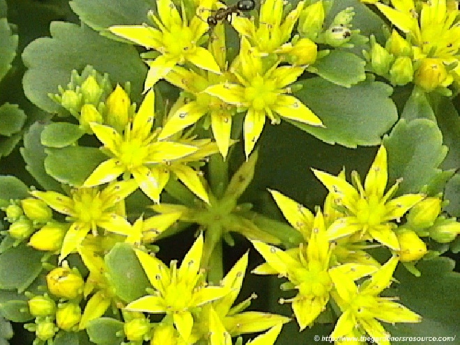 Sedum kamtschaticum Vetkruid