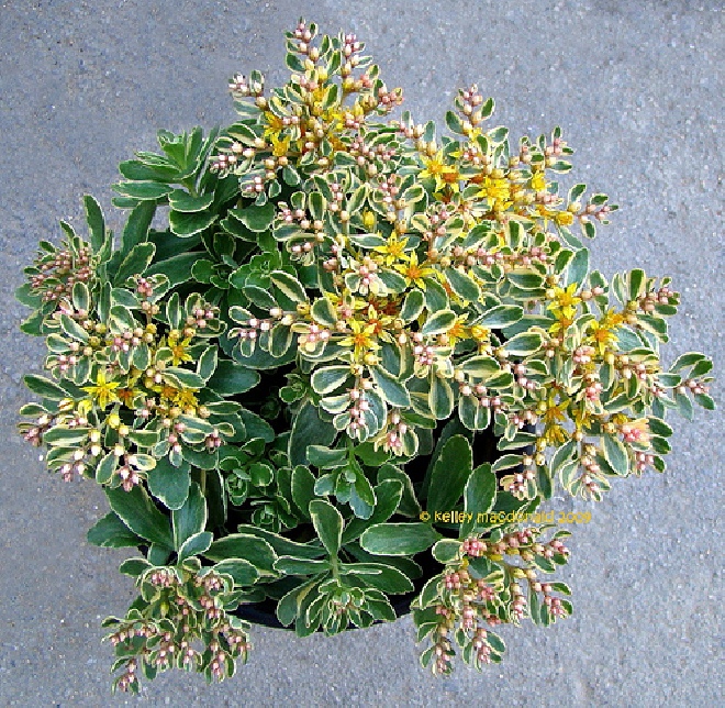 Sedum 'Robustum' Vetkruid
