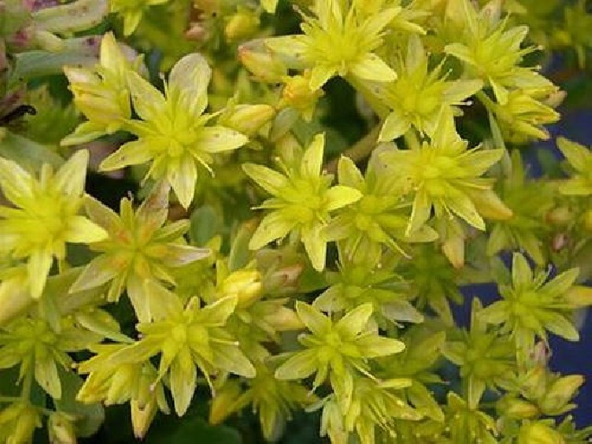 Sedum hybridum 'Immergrünchen' Vetkruid