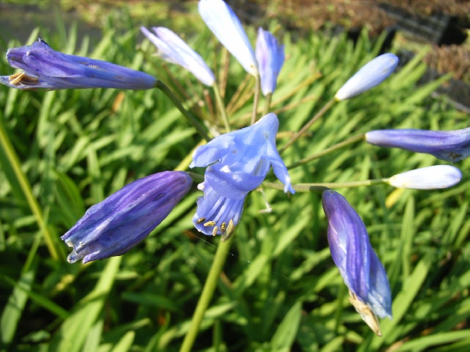 Agapanthus 'Peter Pan' Afrikaanse Lelie