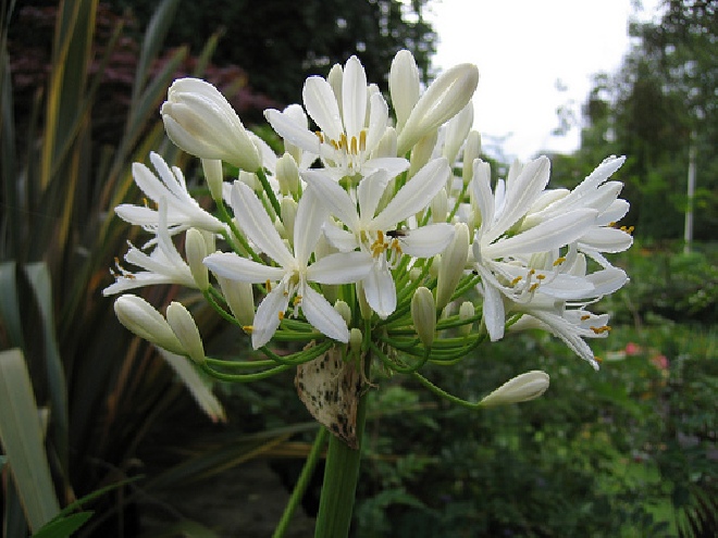 Agapanthus 'Snowball' Afrikaanse Lelie