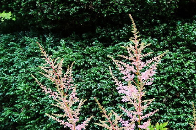 Astilbe 'Sprite' Spirea