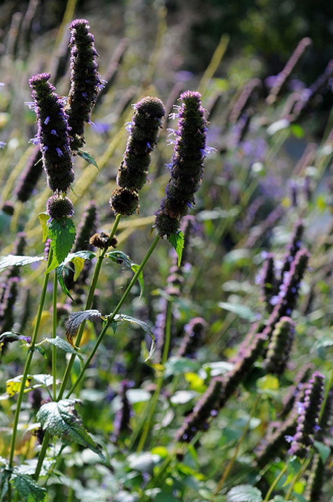 Agastache 'Black Adder' Dropplant