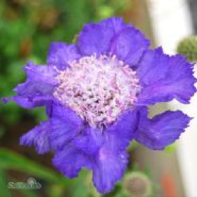 Scabiosa caucasica 'Stäfa' Schurftkruid, Duifkruid