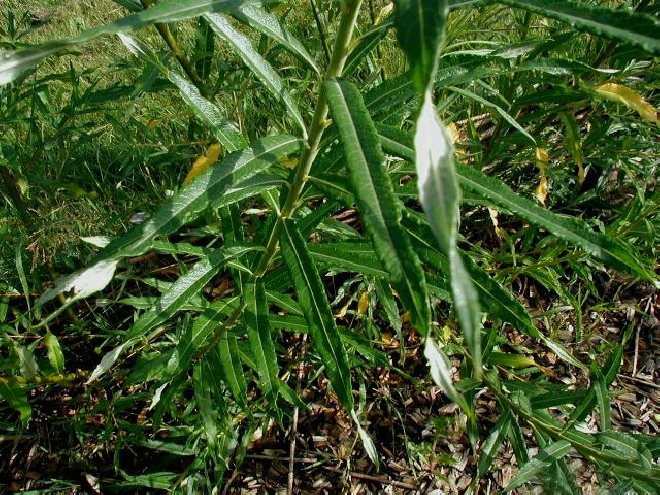 Salix viminalis Katwilg