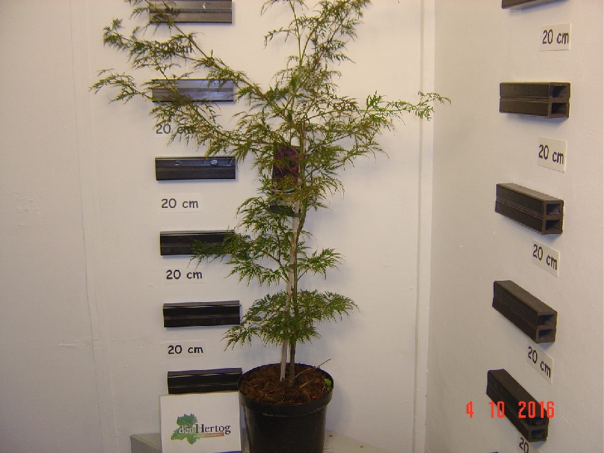 Acer palmatum 'Garnet' Japanse Esdoorn