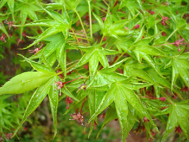 Acer palmatum 'Ariadne' Japanse Esdoorn
