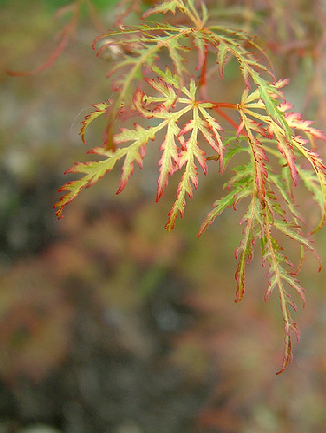 Acer palmatum 'Emerald Lace' Japanse Esdoorn