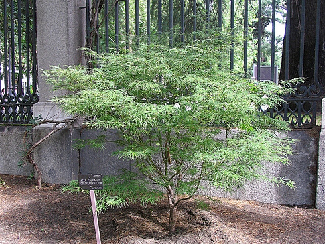 Acer palmatum 'Murasaki-kiyohime' Japanse Esdoorn