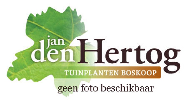 Aesculus hippocastanum 'Pyramidalis' Paardekastanje