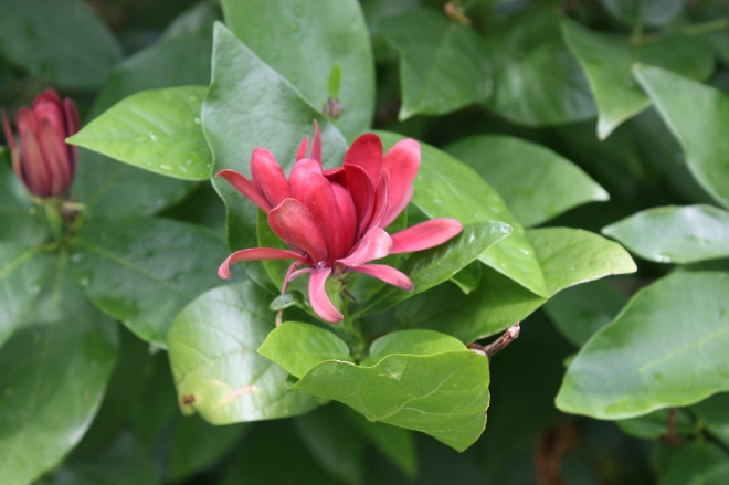 Calycanthus floridus Meloenboompje of Specerijstruik