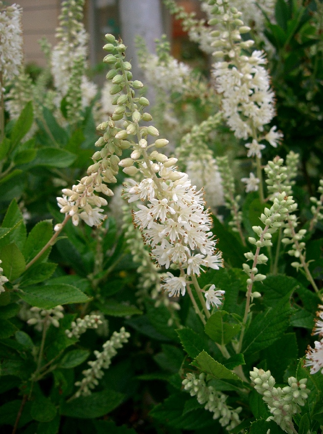 Clethra alnifolia Schijnels
