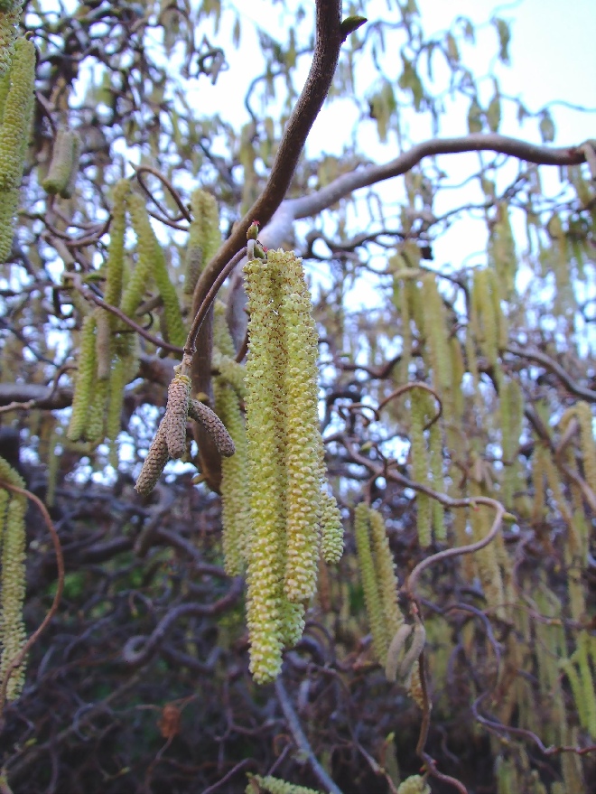 Corylus avellana 'Contorta' Kronkelhazelaar