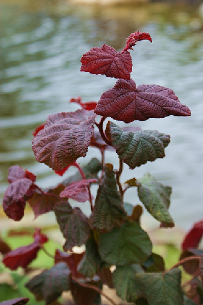 Corylus 'Red Majestic' Roodbladige Kronkelhazelaar